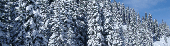 Winter Holidays from Around the World!